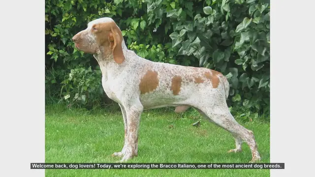 Video thumbnail for Top 10 Fascinating Facts About the Bracco Italiano