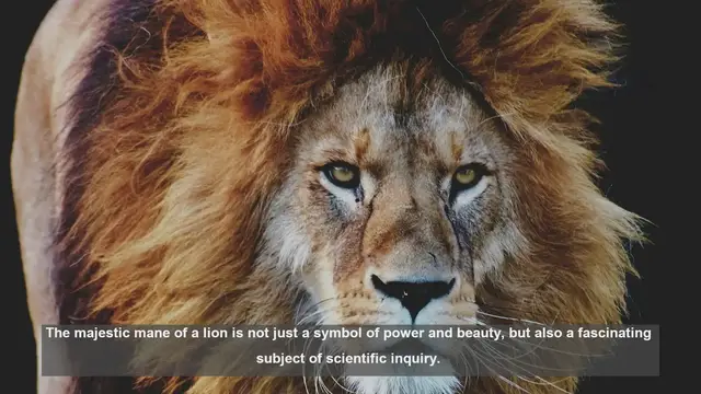 Video thumbnail for 10 Reasons for Lion Mane Color Variations