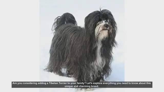 Video thumbnail for Tibetan Terrier: The Ultimate Guide to This Charming Breed