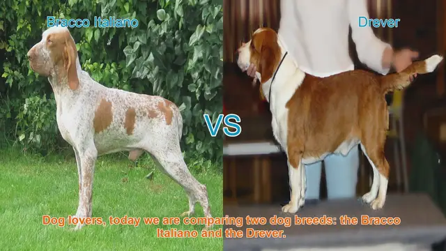 Video thumbnail for Bracco Italiano vs. Drever: A Comparison of Two Dog Breeds