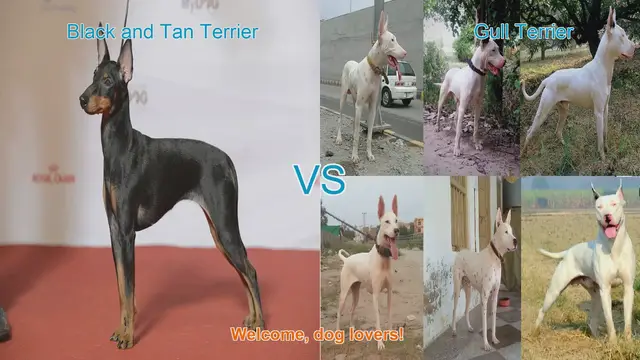 Video thumbnail for Comparing Black and Tan Terrier vs. Gull Terrier: A Comprehensive Guide