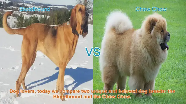Video thumbnail for Bloodhound vs. Chow Chow: A Comparison of Two Beloved Dog Breeds