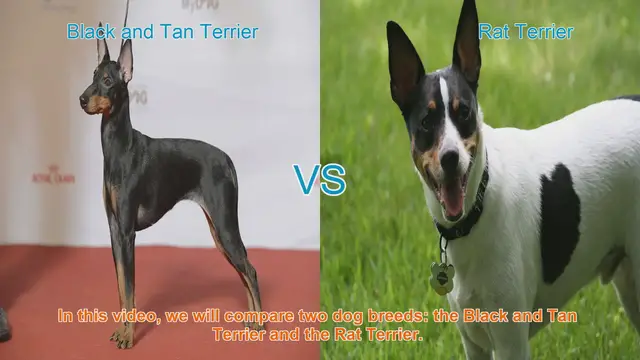 Video thumbnail for Comparing Black and Tan Terrier vs. Rat Terrier: Which Breed is Right for You?