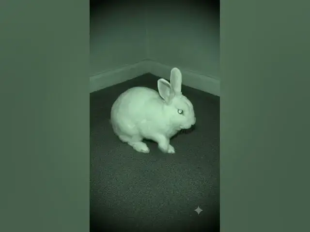 Video thumbnail for Dangerous Rabit and Black Cat