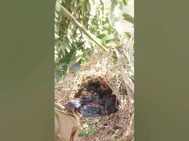 Video thumbnail for Bird Cries Feeding in nest #birds #nest #babiesbird #wildlife #birdfeed #babiesbirds #findingbird