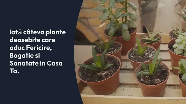 Video thumbnail for Plante de apartament care îți aduc fericire, bunăstare și dragoste în familie.