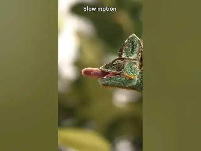 'Video thumbnail for How Chameleon Catches its prey #viralshorts #chameleon'