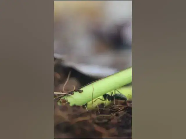 Video thumbnail for Esta es mi especie favorita sin duda #diacamma #rugosum😍#shorts #viral  #ants #viralshorts #formiga