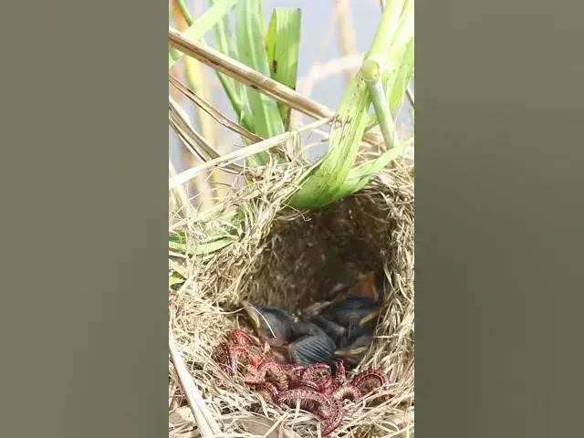 'Video thumbnail for Grown Babies Bird #birds #birdfeed #bird #birdceat #birdcath #birdwild #wildlife #wildanimals'