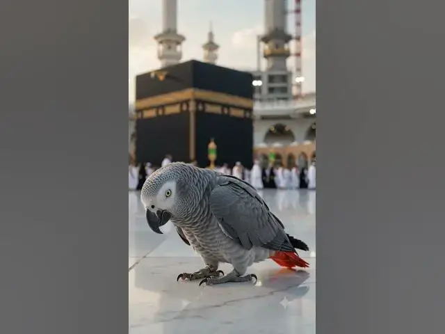 Video thumbnail for خانہ کعبہ میں طوطے کی زبان سے "سبحان ربی الاعلیٰ" کی تسبیح ​#Kaaba​#Makkah​#SubhanAllah