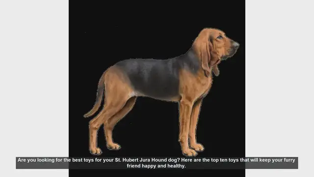 Video thumbnail for Top 10 Toys for Your St. Hubert Jura Hound: Keep Your Dog Happy and Healthy!