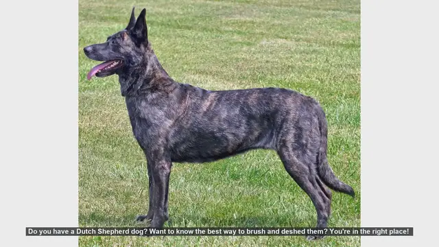 Video thumbnail for How to Brush and Deshed Your Dutch Shepherd: Expert Tips