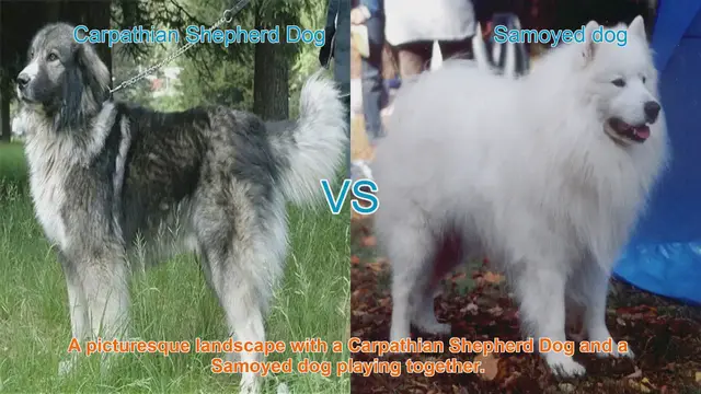 Video thumbnail for Carpathian Shepherd Dog vs. Samoyed: A Breed Comparison