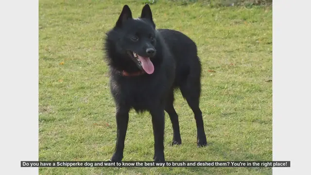 Video thumbnail for How to Brush and Deshed Your Schipperke Dog: Step-by-Step Guide