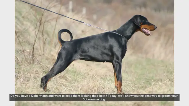 Video thumbnail for Ultimate Guide to Grooming Your Dobermann