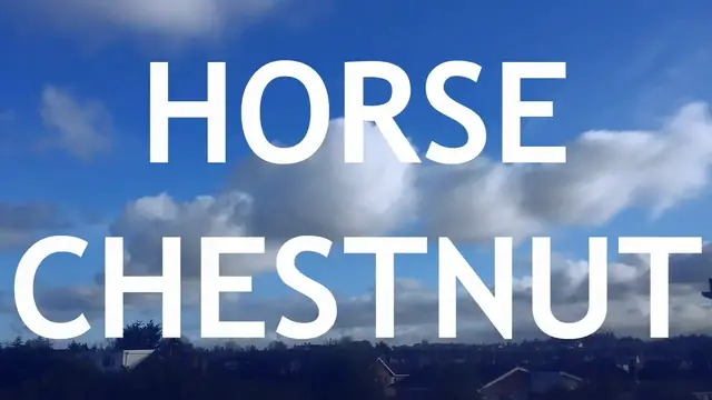 'Video thumbnail for Horse Chestnut Bonsai. 1'