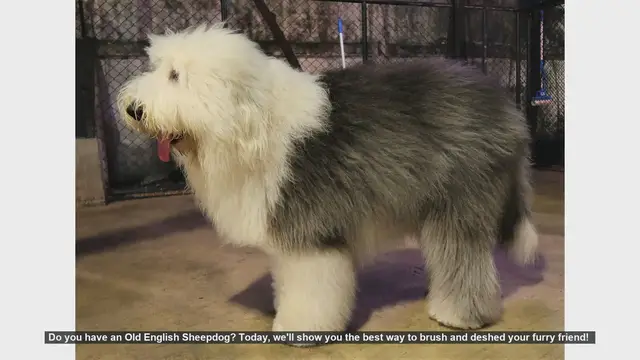 Video thumbnail for How to Brush and Deshed Your Old English Sheepdog