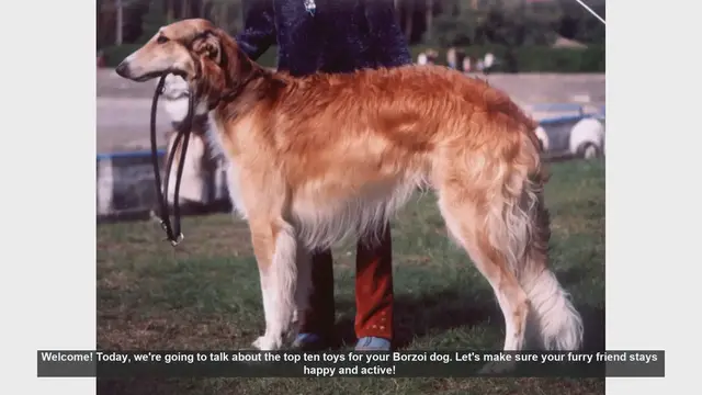 Video thumbnail for Top 10 Toys to Keep Your Borzoi Dog Happy and Active!