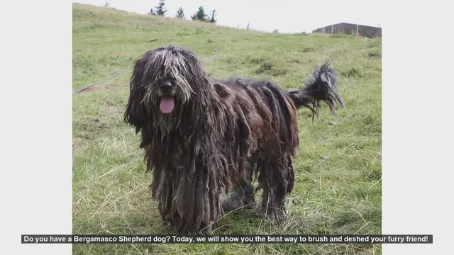 Video thumbnail for How to Brush and Deshed Your Bergamasco Shepherd