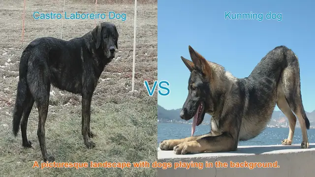 Video thumbnail for Comparing Castro Laboreiro Dog and Kunming Dog: History, Characteristics, and Temperament