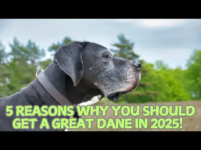 Video thumbnail for 5 Reasons Why You Should Get a Great Dane in 2025! 🐕