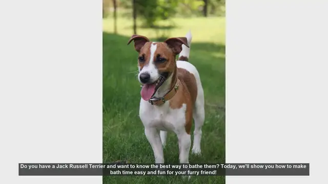 Video thumbnail for How to Bathe Your Jack Russell Terrier: Easy and Fun Tips!
