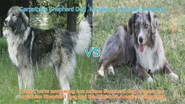 Video thumbnail for Comparing Carpathian Shepherd Dog and Miniature American Shepherd