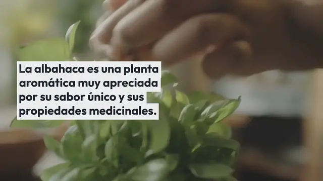 Video thumbnail for Cómo cultivar con éxito albahaca en macetas: trucos y consejos para un mantenimiento óptimo