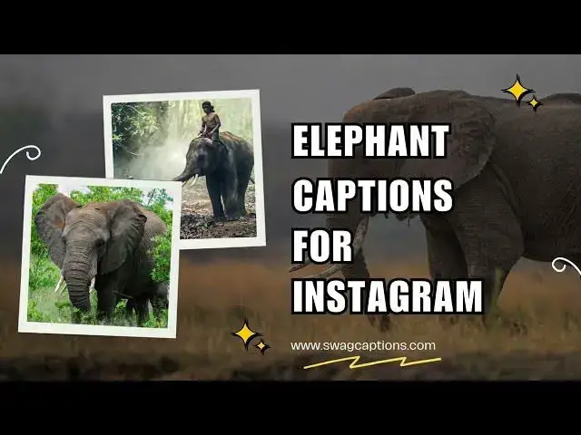 Video thumbnail for Elephant Captions for Instagram