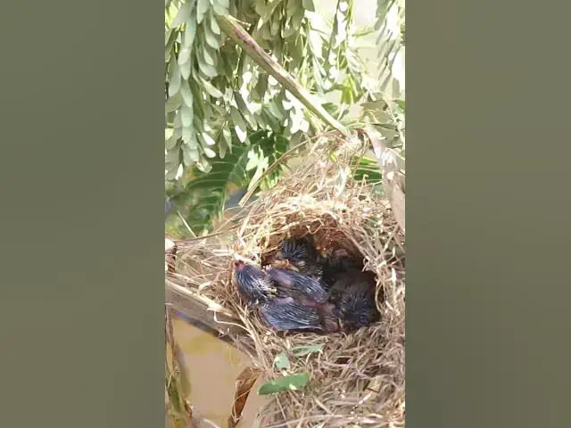 'Video thumbnail for Babies Bird Cries Feed Eat (EP-87)  #birds #nature #birdfeeding #birdwatching'