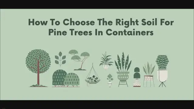 Video thumbnail for How To Choose The Right Soil For Pine Trees In Containers
