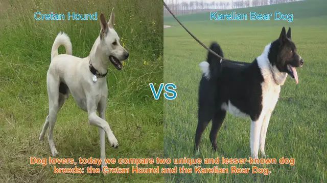 Video thumbnail for Comparing Cretan Hound and Karelian Bear Dog: Uncovering Unique Dog Breeds