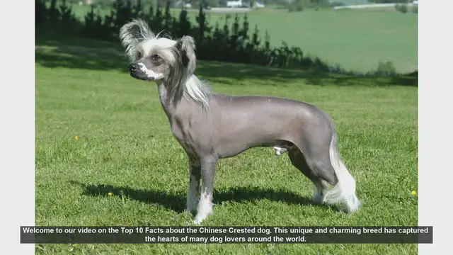 Video thumbnail for Top 10 Fascinating Facts About the Chinese Crested Dog