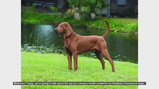 Video thumbnail for Top 10 Common Health Problems in Redbone Coonhounds