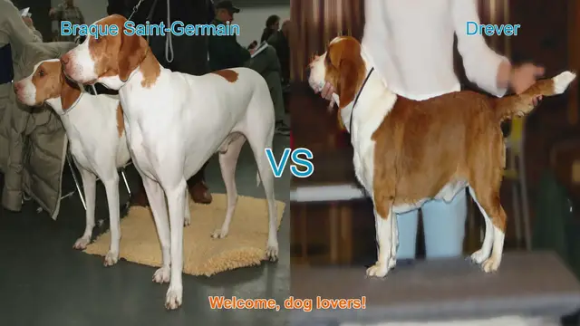 Video thumbnail for Braque Saint-Germain vs. Drever: A Comprehensive Comparison