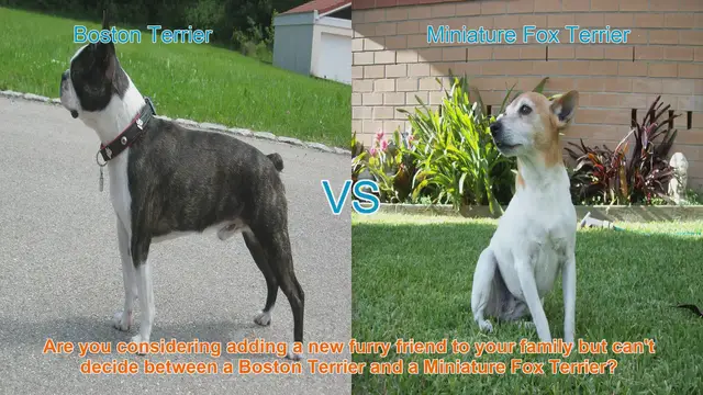 Video thumbnail for Boston Terrier vs. Miniature Fox Terrier: Choosing the Right Breed for You
