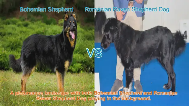 Video thumbnail for Bohemian Shepherd vs. Romanian Raven Shepherd Dog: A Comparison