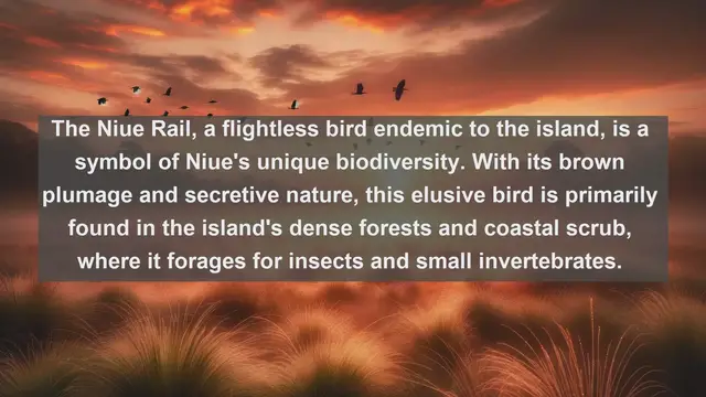 Video thumbnail for Discovering Niue's Avian Treasures: Top 10 Native Birds