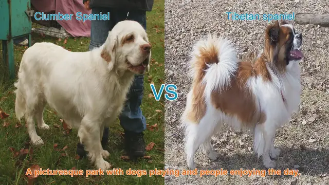 Video thumbnail for Clumber Spaniel vs. Tibetan Spaniel: A Breed Comparison