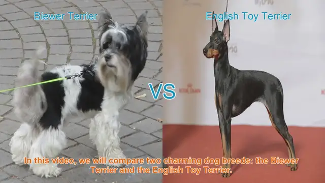 Video thumbnail for Biewer Terrier vs. English Toy Terrier: A Breed Comparison