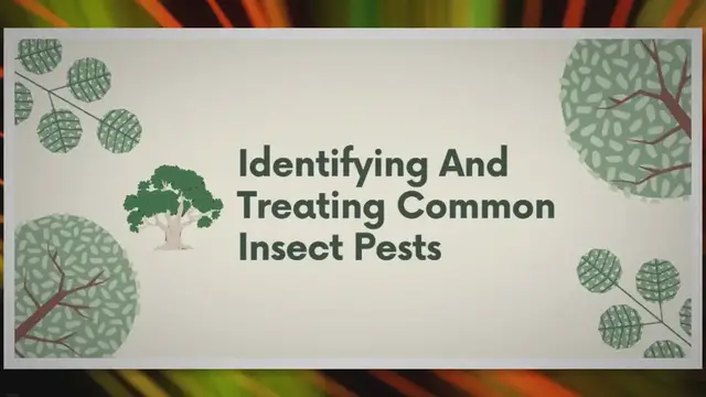 Video thumbnail for Insect Onslaught: The Battle to Rescue Oak Trees from Infestation