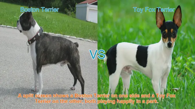 Video thumbnail for Boston Terrier vs. Toy Fox Terrier: A Breed Comparison