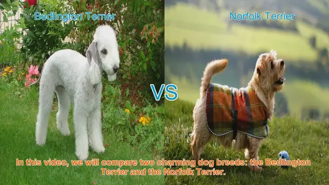 Video thumbnail for Bedlington Terrier vs. Norfolk Terrier: A Charming Breed Comparison