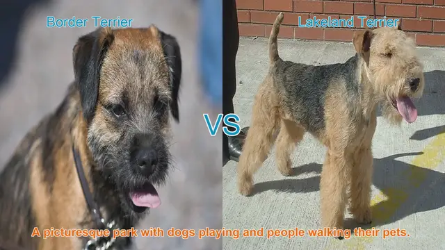 Video thumbnail for Border Terrier vs. Lakeland Terrier: A Comparison of Two Charming Breeds