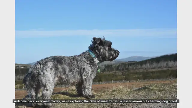 Video thumbnail for Glen of Imaal Terrier: Pros and Cons of This Unique Breed