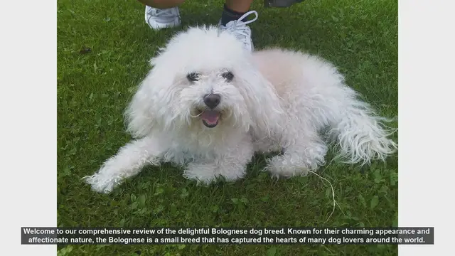 Video thumbnail for Bolognese Dog Breed Review: The Perfect Companion