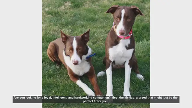 Video thumbnail for Meet the McNab: The Ultimate Loyal and Versatile Companion