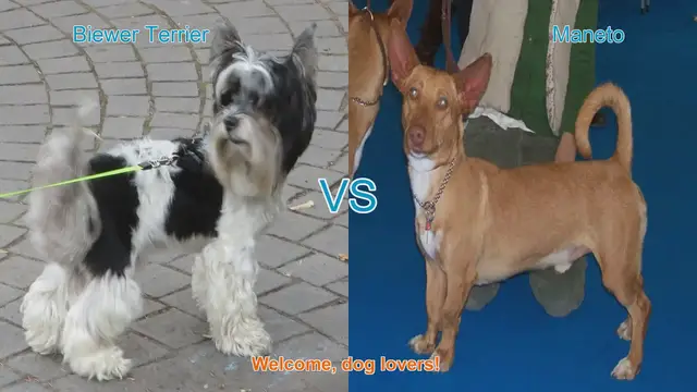 Video thumbnail for Biewer Terrier vs. Maneto: A Comparison of Unique Dog Breeds