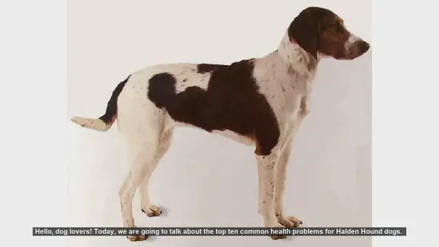 Video thumbnail for Top 10 Common Health Problems in Halden Hound Dogs