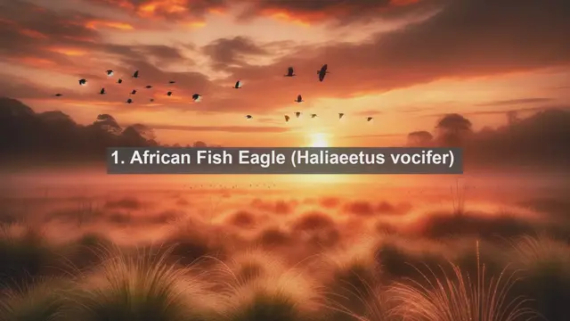 Video thumbnail for Wings of Senegal: Discovering the Top 10 Native Birds in Senegal